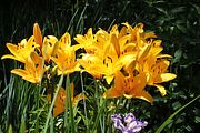 80 - Butchard Gardens  - IMG_1681